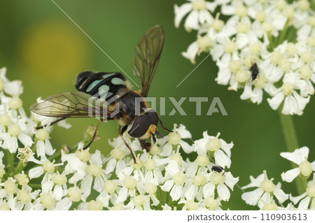 Closeup on a male Triangular Lucent swafly, Didea alneti on a white Heracleum sphondylium flower 110903613