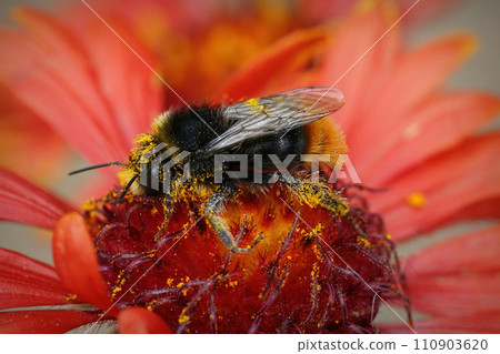 Closeup on a red-tailed bumblebee, Bombus lapidarius with yellow pollen on a bright red Gallardia flower 110903620