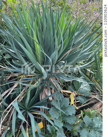 Closeup on a blue colored Spanish dagger or Sea Islands Yucca gloriosa 110903624