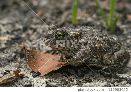 Closeup on a the rare and endangered European natterjack toad, Bufo calamita Closeup on a the rare and endangered European natterjack toad, Bufo calamita 110903625