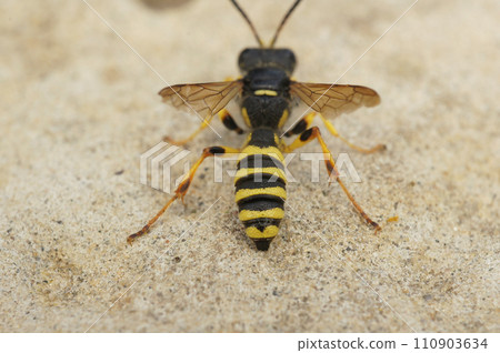 Dorsal closeup on a Sand Tailed Digger Wasp , Cerceris arenaria sitting on a stone 110903634