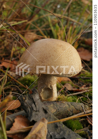 Closeup on a Leccinum variicolor boletus mushroom 110903635