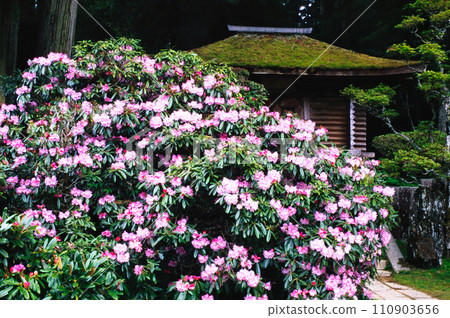 杜鵑花盛開的金剛三昧院(和歌山縣高野町) 杜鵑花盛開的金剛三昧院(和歌山縣高野町) 110903656
