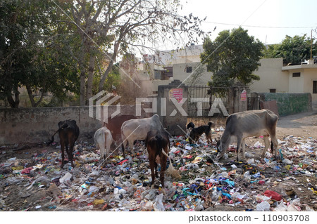 Animals in trash heap in in Jaipur, Rajasthan, India 110903708