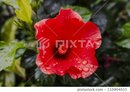 Hibiscus Hibiscus 110904033