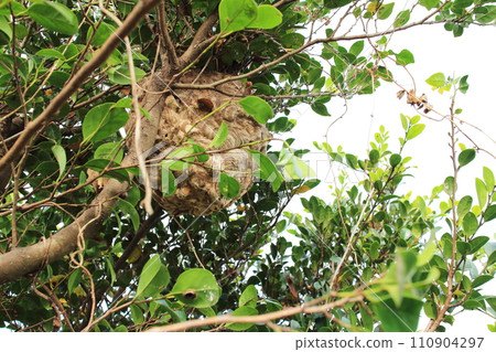 黃蜂巢固定在樹上 110904297