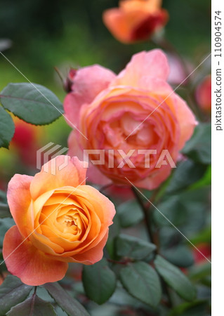 花的女王 花的女王 110904574