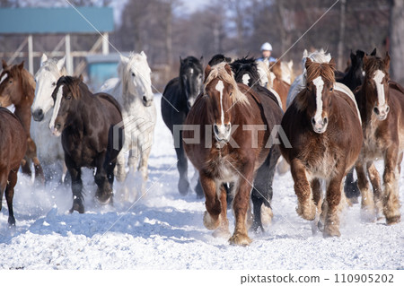 Horse chasing campaign 110905202