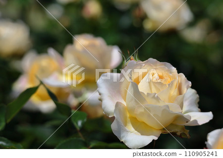 Queen of flowers Queen of flowers 110905241