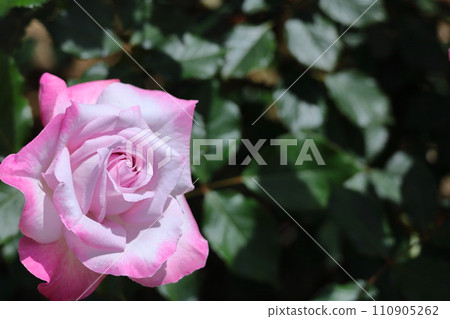 Queen of flowers 110905262