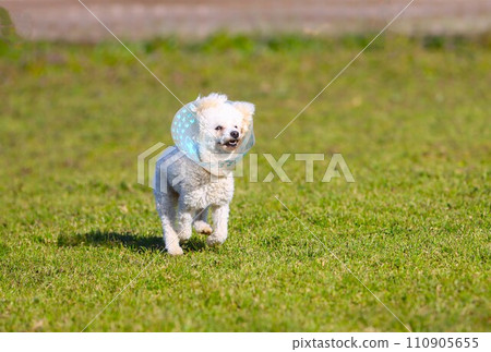 Bailey, a toy poodle, wears an Elizabethan collar and plays while undergoing rehabilitation ♡ 110905655