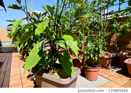 花盆裡正在種植夏季蔬菜;屋頂陽台上有一個時尚的家庭花園 花盆裡正在種植夏季蔬菜;屋頂陽台上有一個時尚的家庭花園 110905680