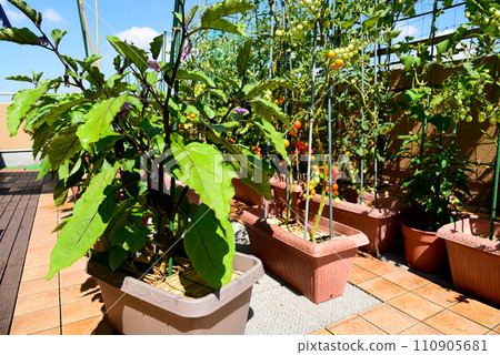 花盆裡正在種植夏季蔬菜；屋頂陽台上有一個時尚的家庭花園 110905681