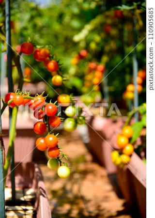 花盆裡正在種植夏季蔬菜；屋頂陽台上有一個時尚的家庭花園 110905685
