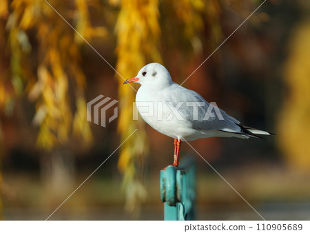 Black-headed Gull, Chroicocephalus ridibundus in the Prague Stromovka park. Black-headed Gull, Chroicocephalus ridibundus in the Prague Stromovka park. 110905689