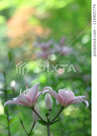 象徵貞潔的花 110905779