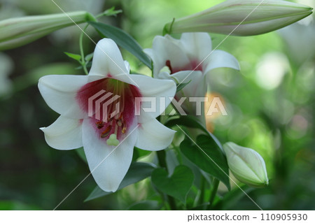 A flower that symbolizes chastity 110905930