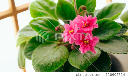 紅色聖保利花 110906314