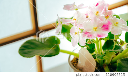 新加坡花 110906315