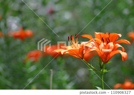A flower that symbolizes chastity 110906327