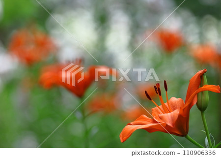 A flower that symbolizes chastity A flower that symbolizes chastity 110906336
