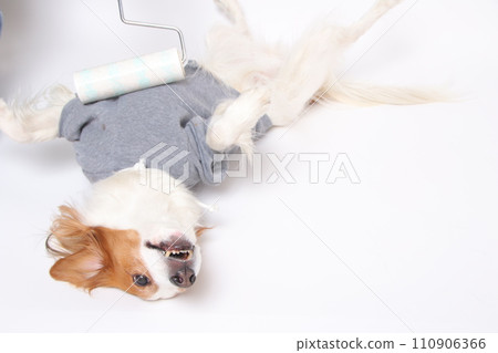 Koikeruhondye lies on his back and gets dirt removed from his clothes. 110906366