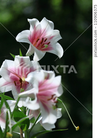 A flower that symbolizes chastity A flower that symbolizes chastity 110906375
