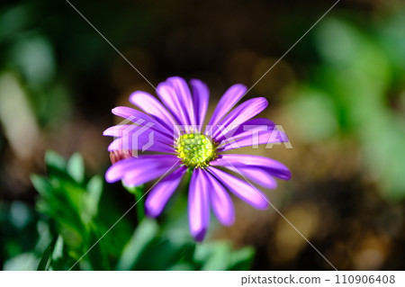 可愛的紫色花瓣 110906408