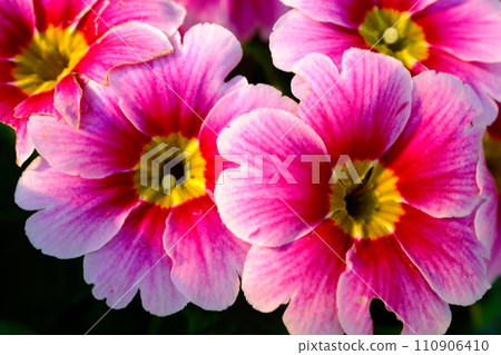 報春花花瓣的特寫 報春花花瓣的特寫 110906410