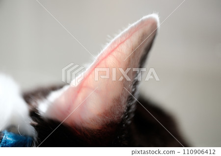 貓耳血管 貓耳血管 110906412