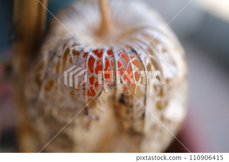 A withered physalis with orange fruit visible A withered physalis with orange fruit visible 110906415