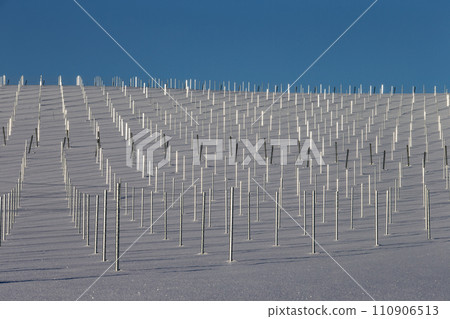 Snowy wine field 110906513