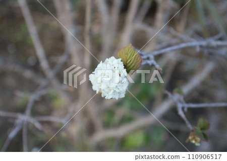 小花聚集的大出馬裡 110906517