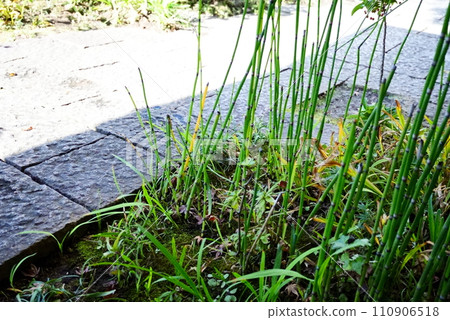 日式馬尾 110906518