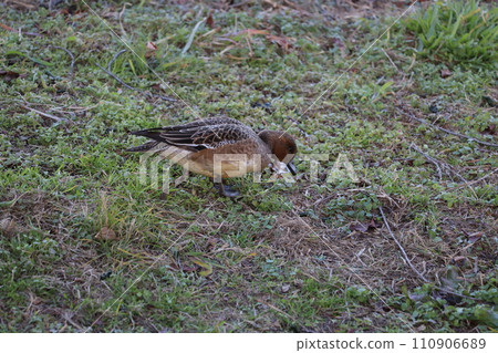 A female Wigeon searches for food on the riverbed in winter. 110906689