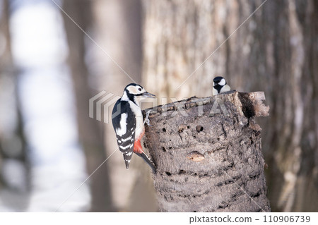 遇見野鳥 遇見野鳥 110906739