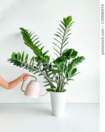 Cropped shot of childs hand watering home plant in flower pot from pink watering 110906859