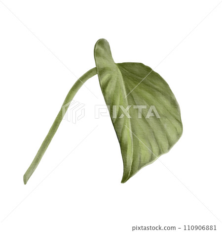 Scindapsus Aureus leaf, Indoor, house plant, Watercolor hand drawn illustration isolated on white background. For your prints, postcards, invitations, patterns. 110906881