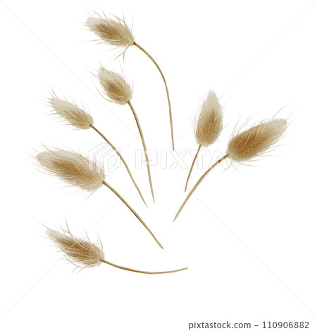 Watercolor set of graceful fluffy dried flowers.Isolated on white background.Beige ears of dry lagurus.Interior decoration of a home or office.For your projects,printing,patterns,fabric,textiles. 110906882