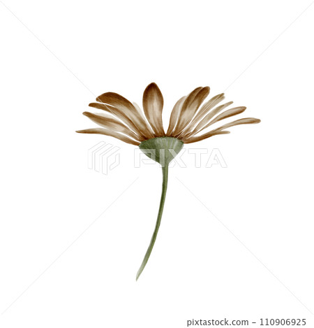 Hand drawn watercolor illustration of chamomile flower. Isolated on white background. Botanical illustration. For your projects, printing, patterns, fabric, textiles. Sepia color scheme. 110906925