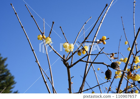 A roubai that shines in the blue sky 110907657