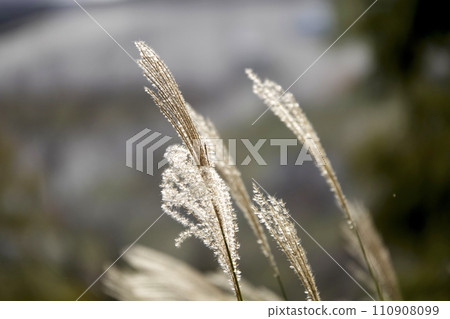 Panicle of a Japanese cedar. 110908099
