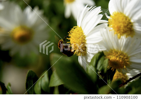 Honeybee and Asteraceae flowers 110908100