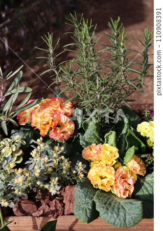 玫瑰花朱利安與彩葉混植 玫瑰花朱利安與彩葉混植 110908391
