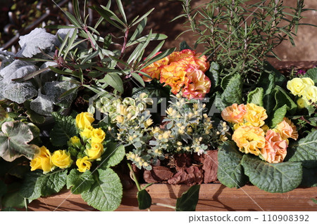 玫瑰花朱利安與彩葉混植 玫瑰花朱利安與彩葉混植 110908392