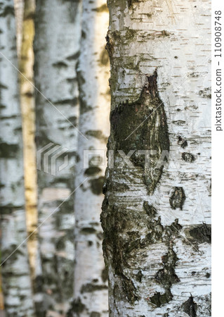 Birch forest. Birch Grove. White birch trunks. Autumn sunny forest. selective focus 110908748