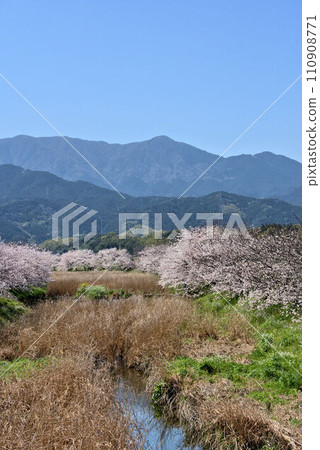 Cherry blossom trees on the riverbank, Itoshima, Mizunashi River scenery Cherry blossom trees on the riverbank, Itoshima, Mizunashi River scenery 110908771