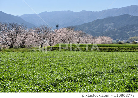 Cherry blossom trees on the riverbank, Itoshima, Mizunashi River scenery Cherry blossom trees on the riverbank, Itoshima, Mizunashi River scenery 110908772