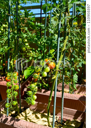 Home garden, planter cultivation, clusters of mini tomatoes Home garden, planter cultivation, clusters of mini tomatoes 110908897