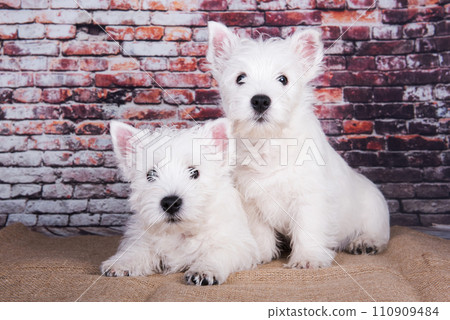 Two West Highland White Terrier dogs puppies with on brick wall background Two West Highland White Terrier dogs puppies with on brick wall background 110909484